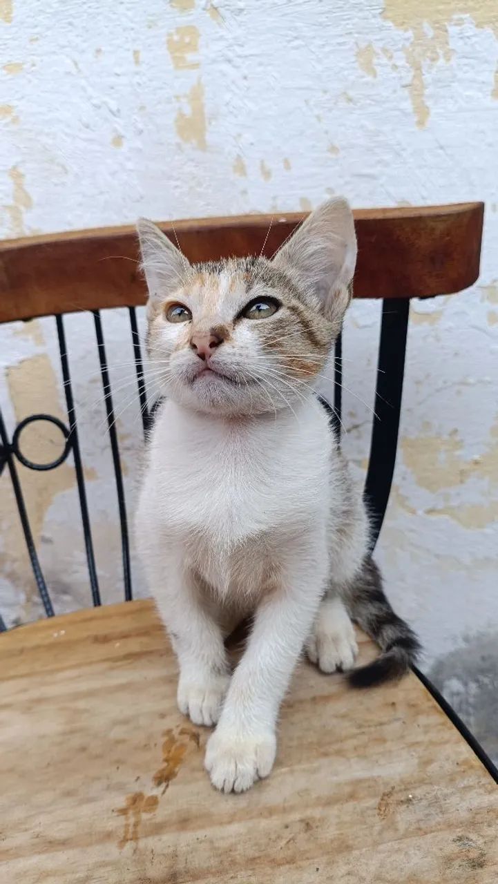 Gatos para adoção - Foto 3