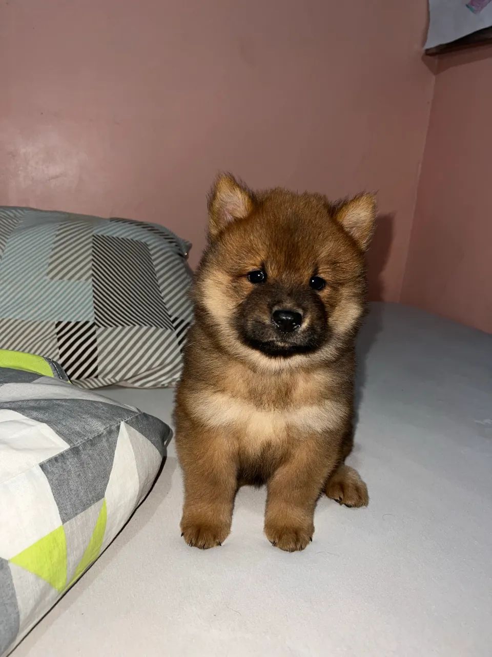 Cachorro chow chow  - Foto 3