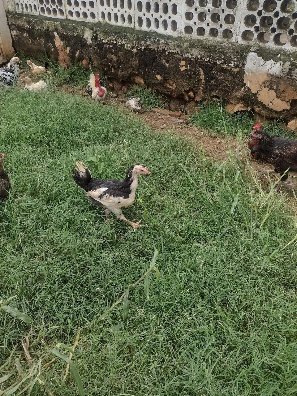 Venda de franguinhos GSB - Foto 6