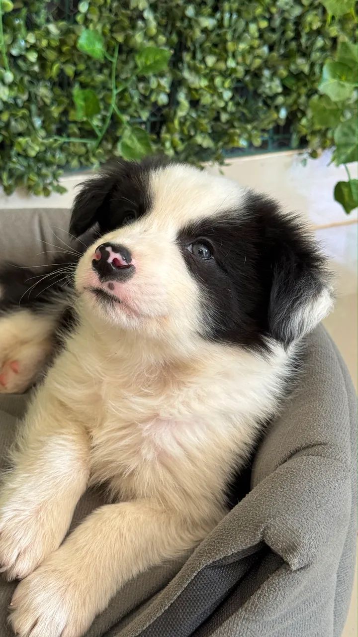 Border collie 