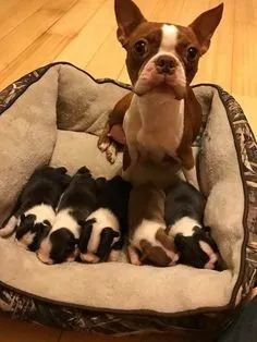 Boston Terrier Filhotes