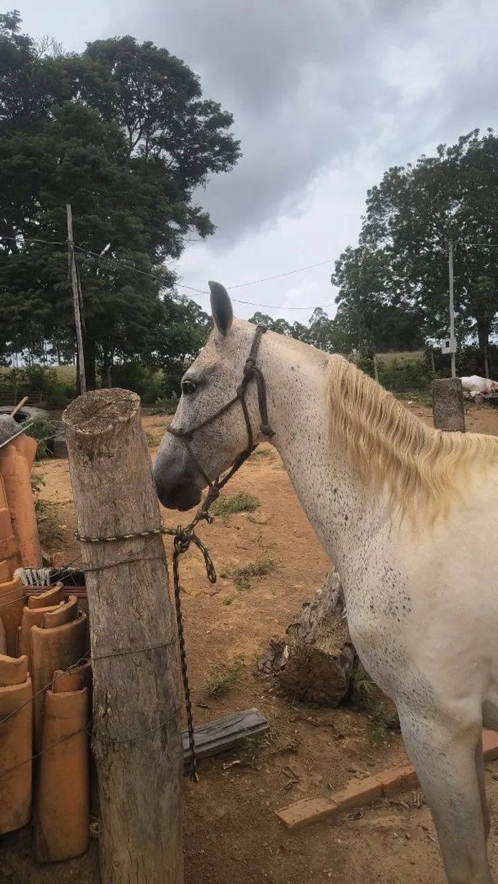 Cavalo castrado a venda ! - Foto 2