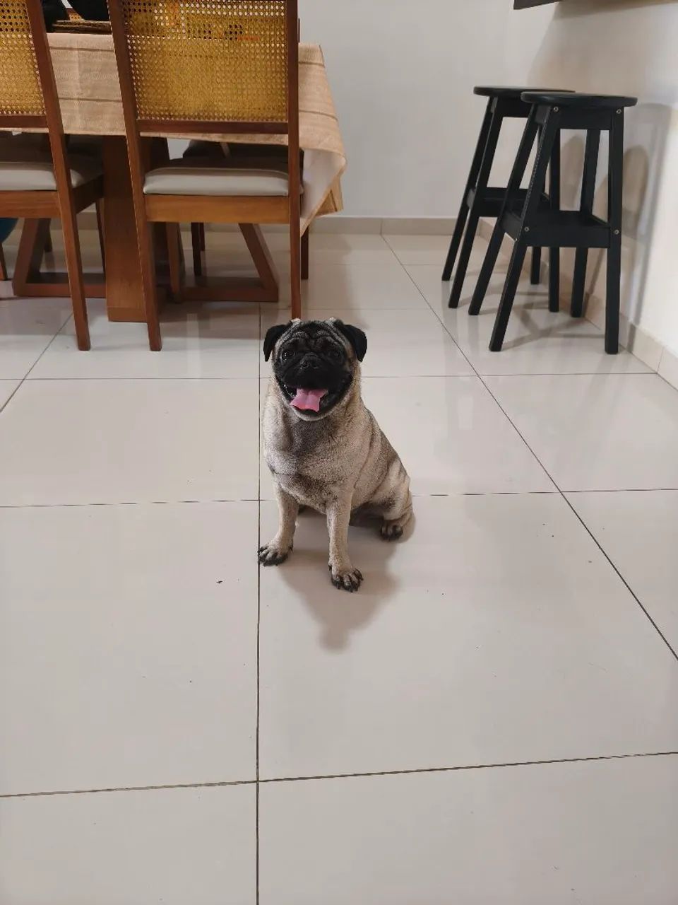 Pug macho  - Foto 3