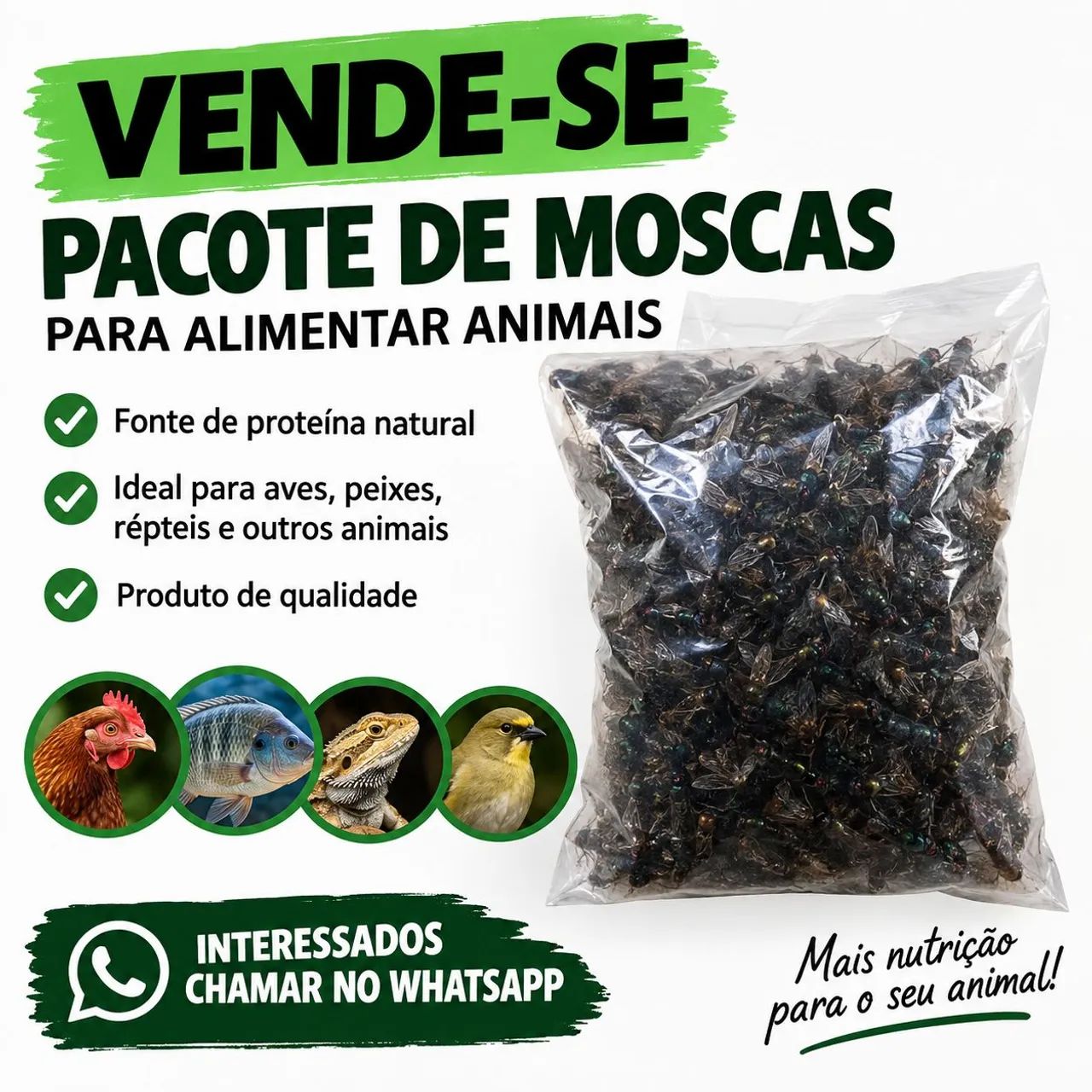 Pacote de moscas 
