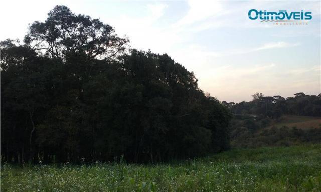 Área à venda, colônia zacarias, são josé dos pinhais - ar0002. - Foto 10