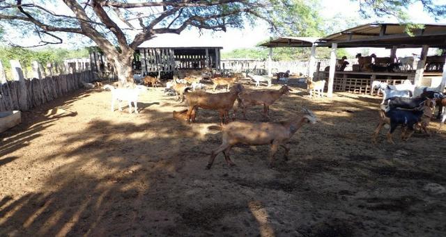 Fazenda Fernando Pedrosa, 489 Hectares, Escriturada, 7km Rio Pajeú, Açude, Casa Sede - Foto 5