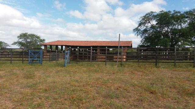 Fazenda Fernando Pedrosa, 489 Hectares, Escriturada, 7km Rio Pajeú, Açude, Casa Sede - Foto 16