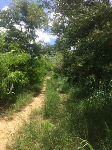 Fazenda-Granja-Sítio-Chácara 12 Hectares Aliança, Aceito Imóvel ou Automóvel - Foto 16