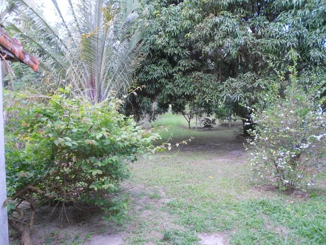 Caetano Imóveis - Sítio todo arborizado, plano e com acesso asfaltado (confira!) - Foto 13