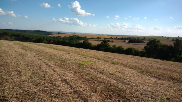 234 Hectares - 97 Alqueires - Planta 52 Alqueires - Palmeira - Foto 14