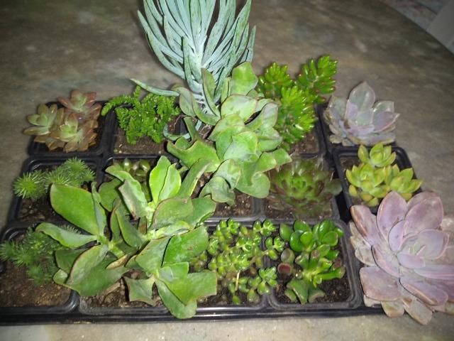 Suculentas - Foto 4