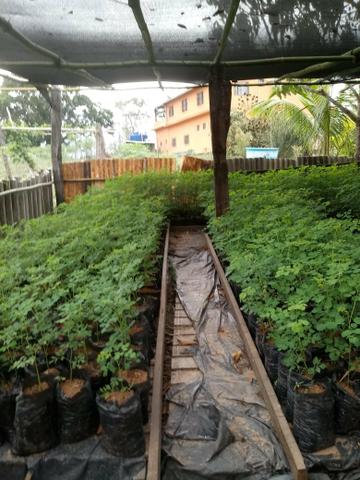 Mudas Orgânicas de Moringa Oleífera