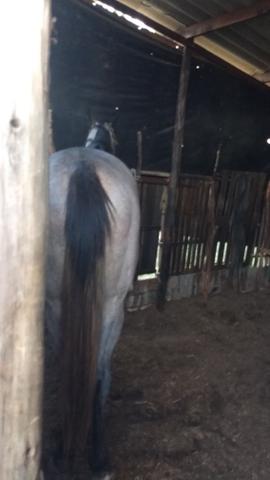 Cavalo quarto de milha - Foto 2