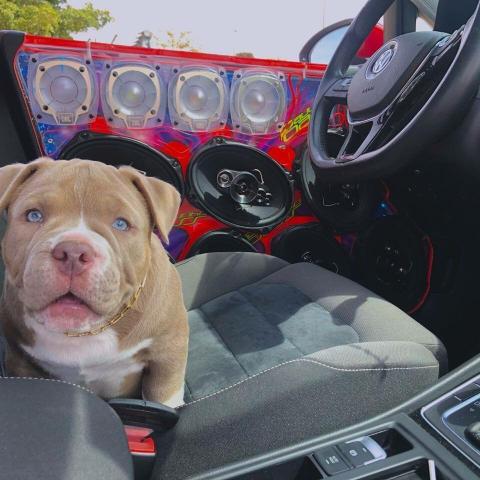 Filhotes American Bully Canil Premiun - Foto 6