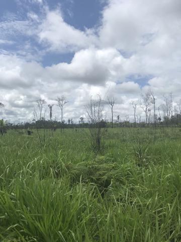 Vendo área de fazenda na Br 319 AM próximo a Porto Velho/Ro - Foto 10