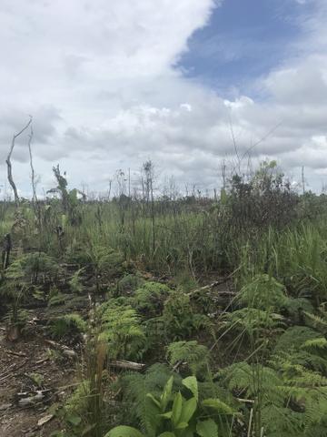 Vendo área de fazenda na Br 319 AM próximo a Porto Velho/Ro - Foto 16