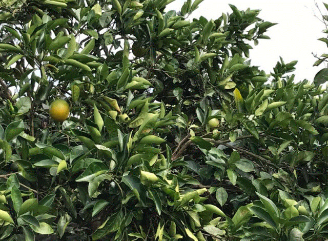 Sítio de Laranja. 77 tarefas. Umbaúba - Foto 11