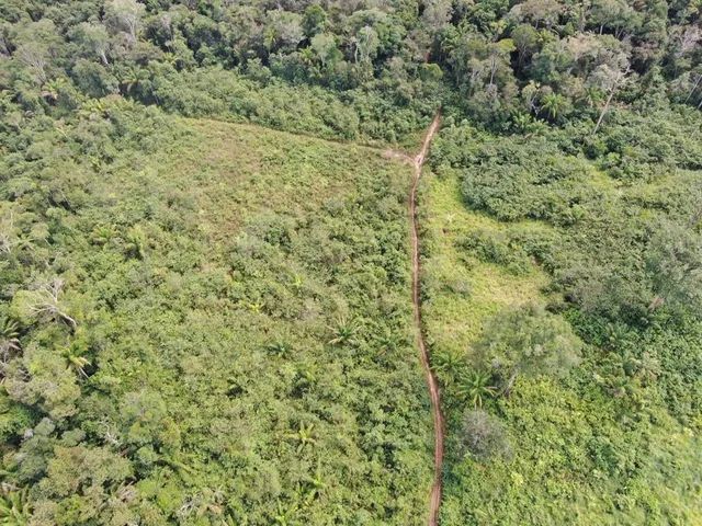 TERRA BARATA NO AMAZONAS  210  REAIS O HECTARE - Foto 2