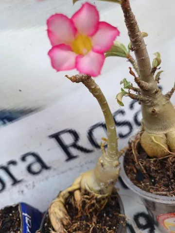Rosas do deserto