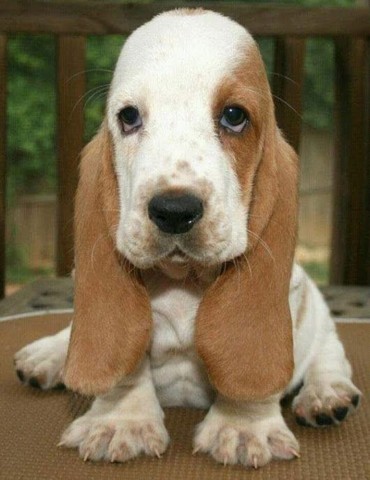 Basset Hound 