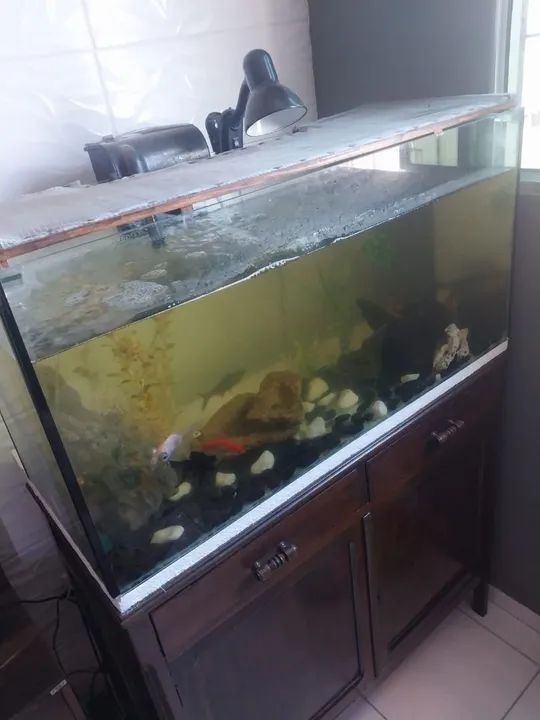 Aquário  - Foto 4