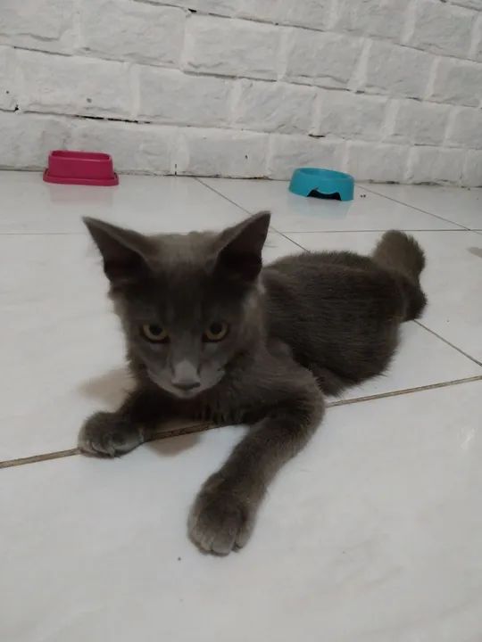 Gato cinza de olhos amarelos disponível para adoção - Foto 3