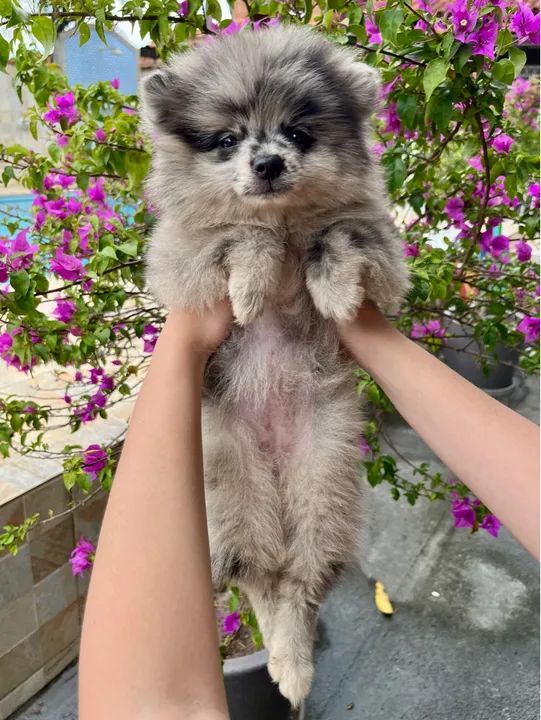 Filhotes de Spitz Alemão Fêmeas  - Foto 4