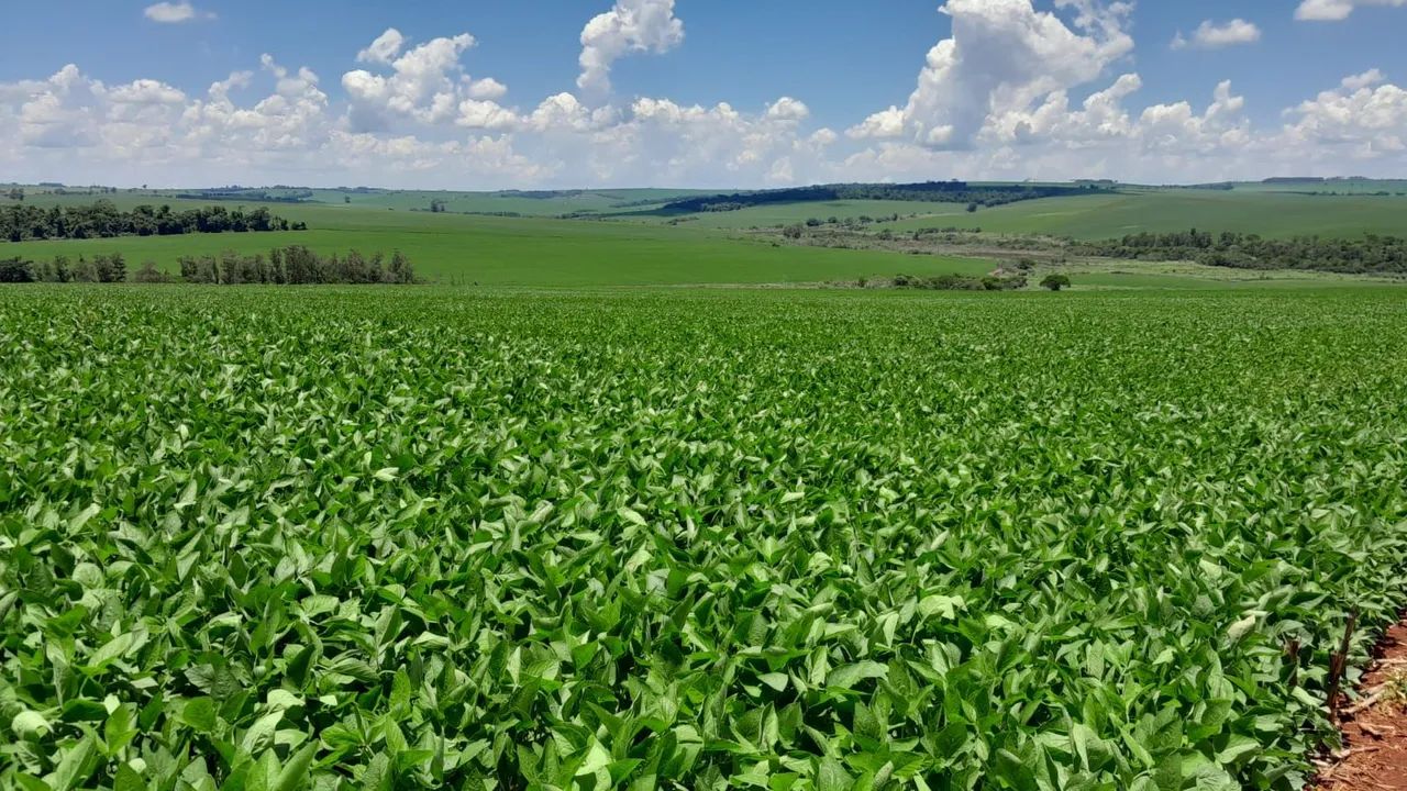 Fazenda de 84 alqueiro  - Foto 4
