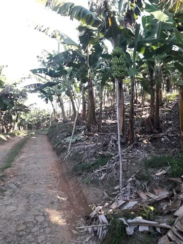 Fazenda 80 alqueires...Miracatu-SP com bananal - Foto 6