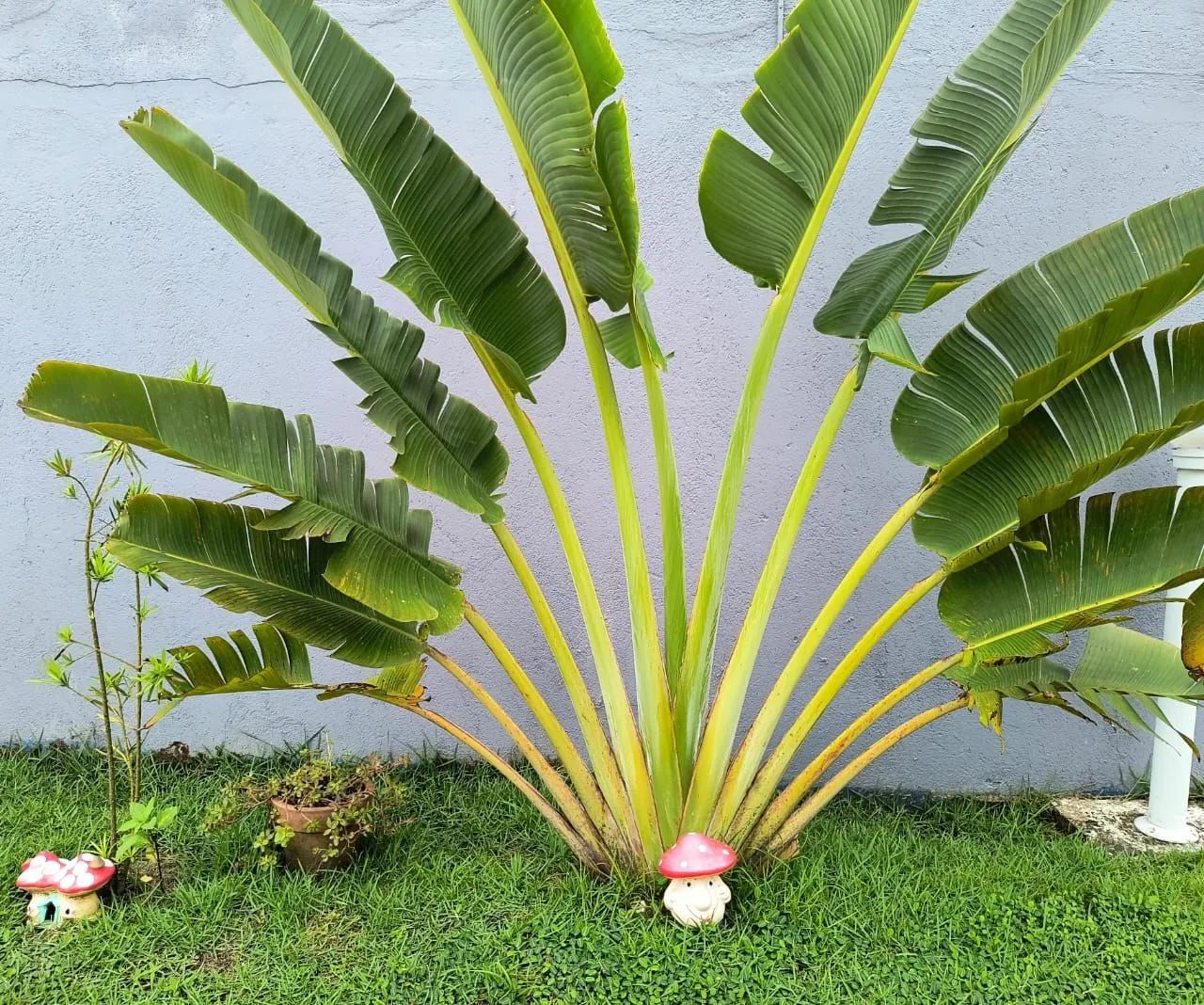 Apartamento duplex 3 quartos, 400 metros da praia - Foto 12