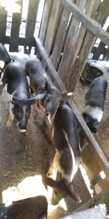 Porcos para venda - Foto 3