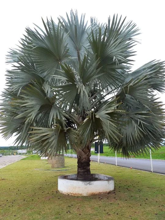 Palmeira-azul - 10 sementes germinadas Planta de alta qualidade