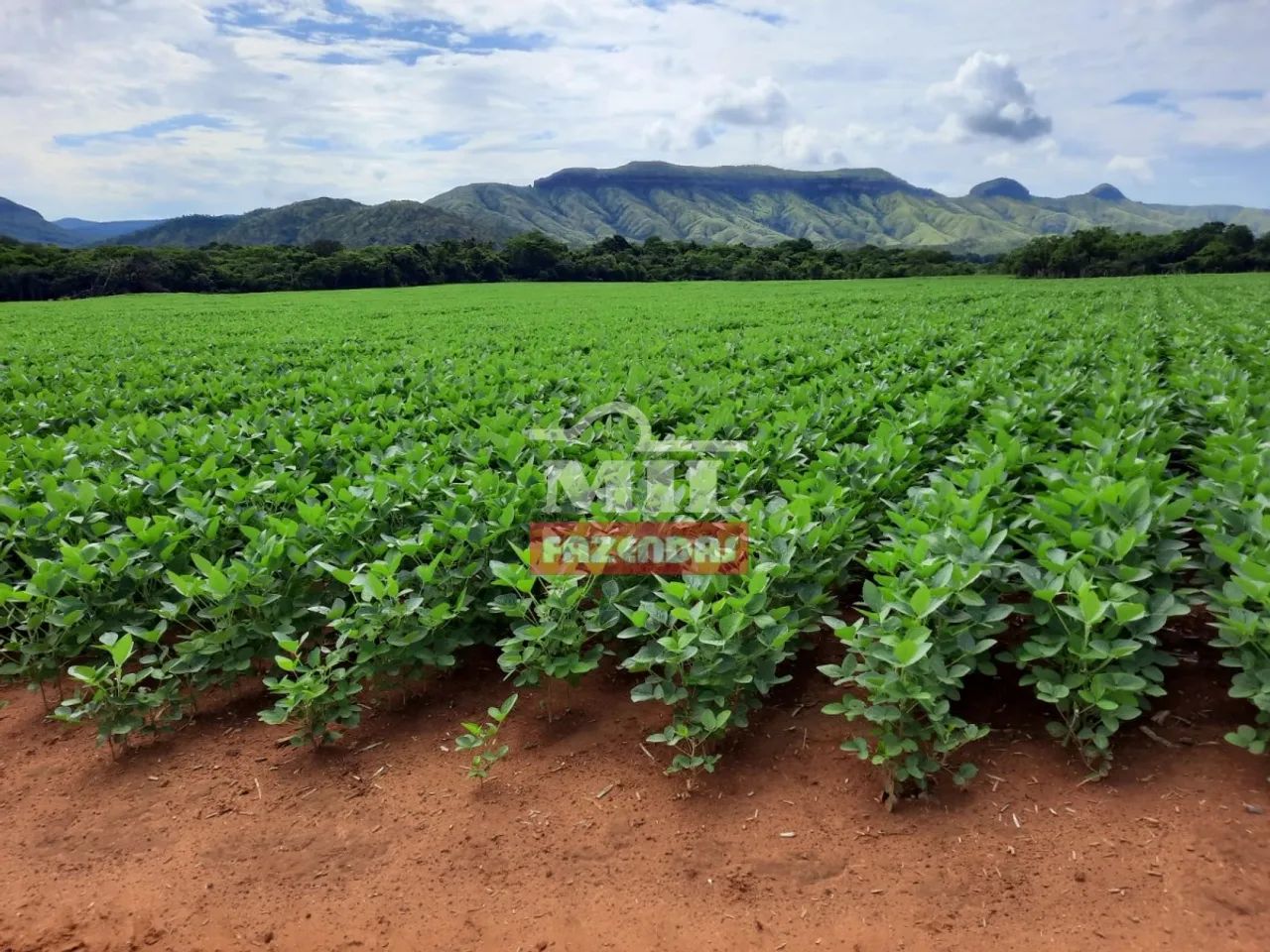 Fazenda em Porto Nacional - TO 333 Alq. (1.611 Há).