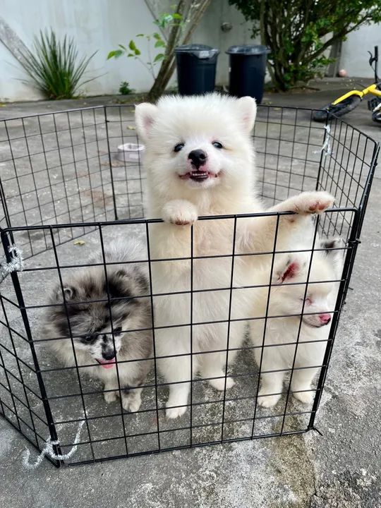 Filhotes de Spitz Alemão Fêmeas 