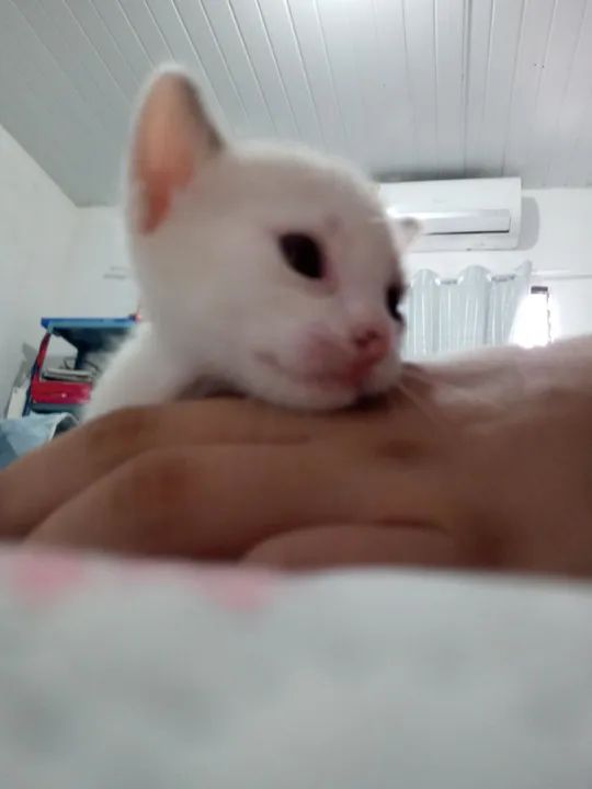 Gatos filhotes - Foto 3