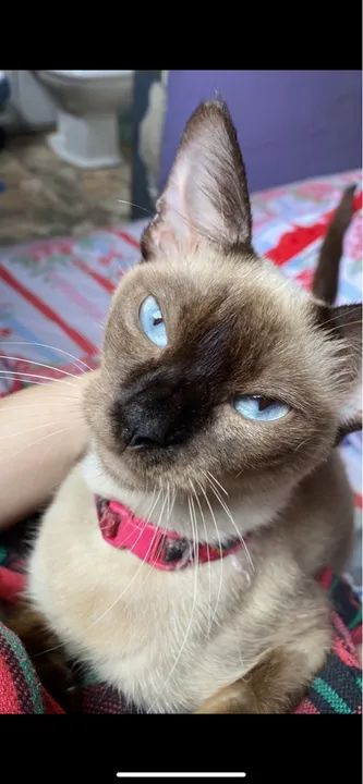 Gata Siamesa  Procura-se - Foto 2