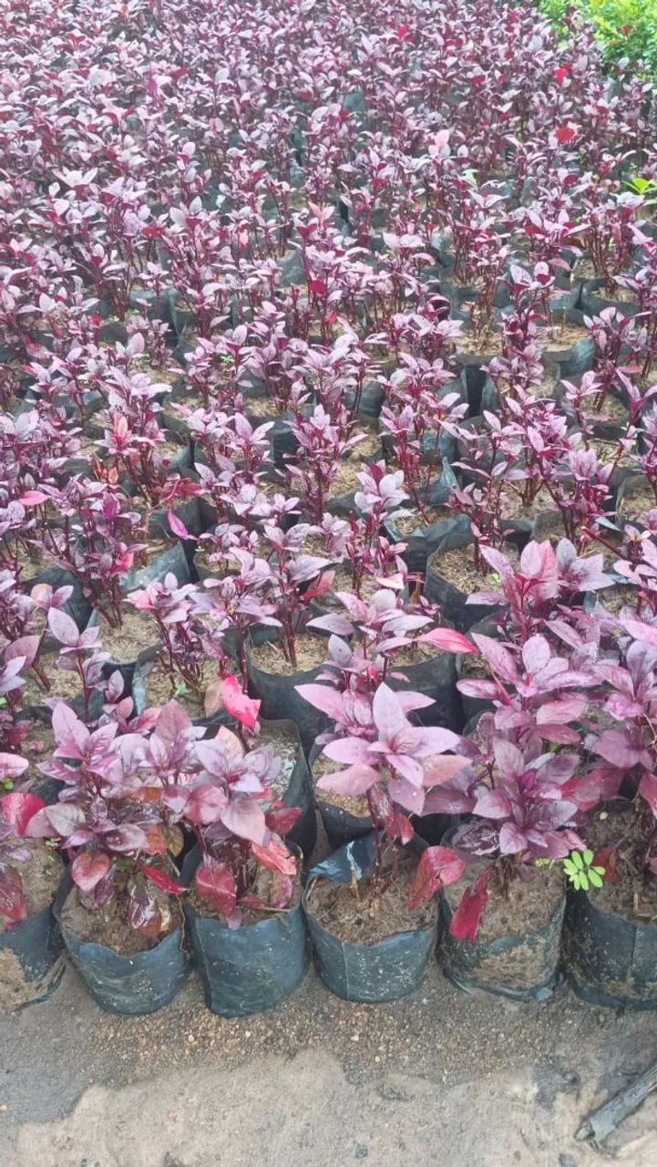 Mudas para jardim 