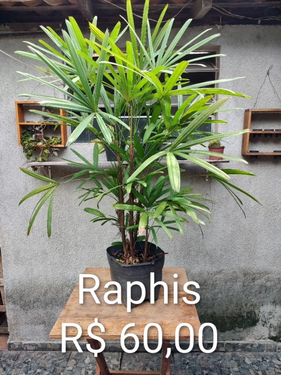 Plantas Diversas - Foto 3