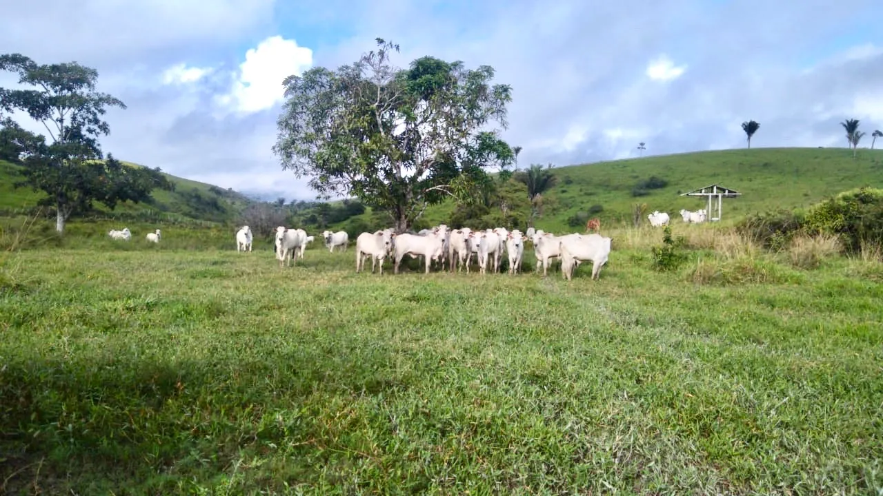 Fazenda 45 hect-Canastra