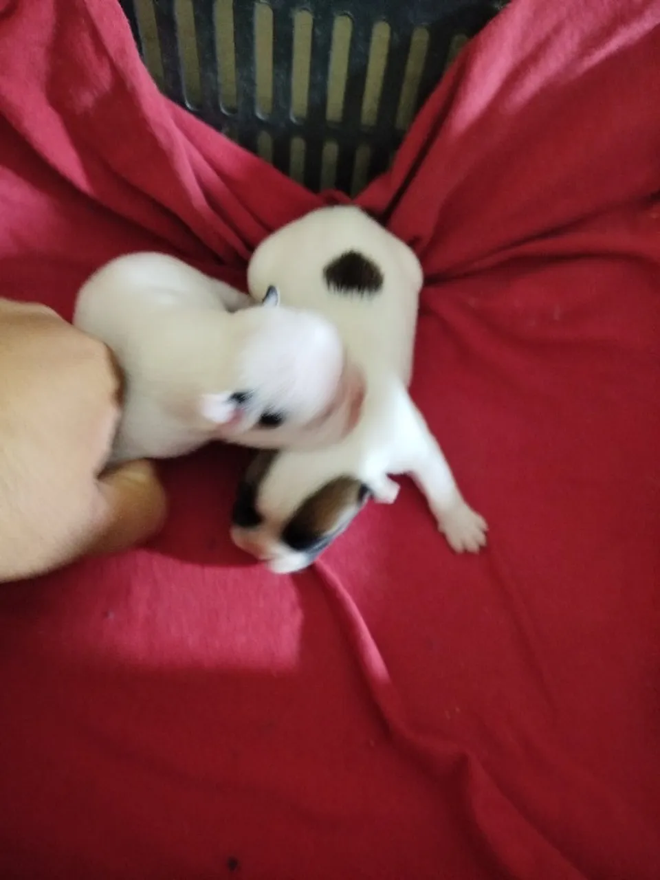 Promoção filhote de Bulldog francês