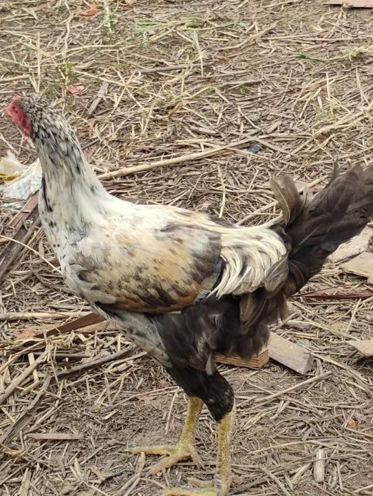 Vendo galinha shamo  - Foto 2