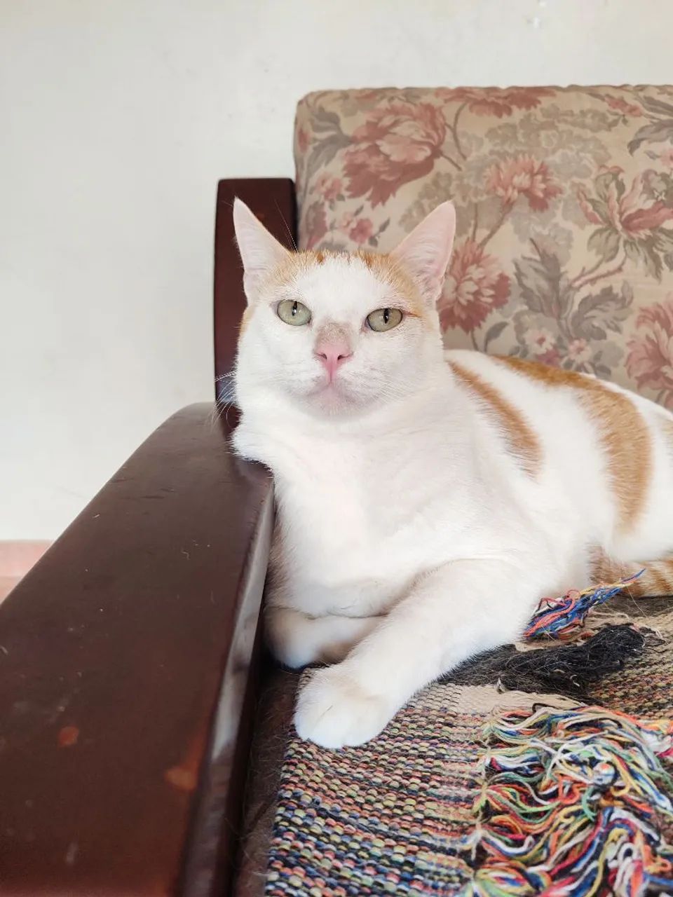 Gatos para adoção conjunta