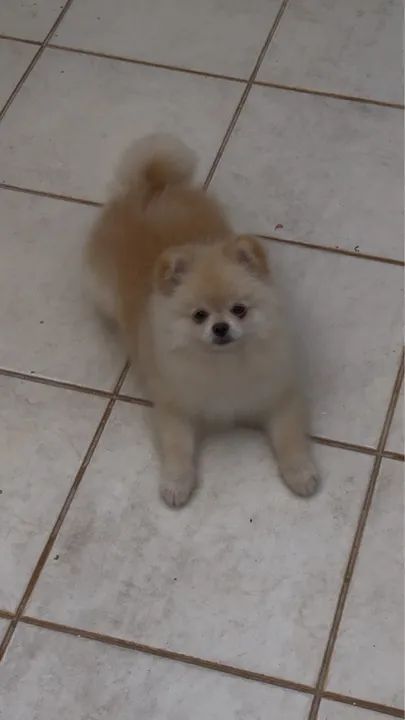 Vendo filhote de spitz 8 meses cor creme, com pedigree em mãos.  - Foto 3