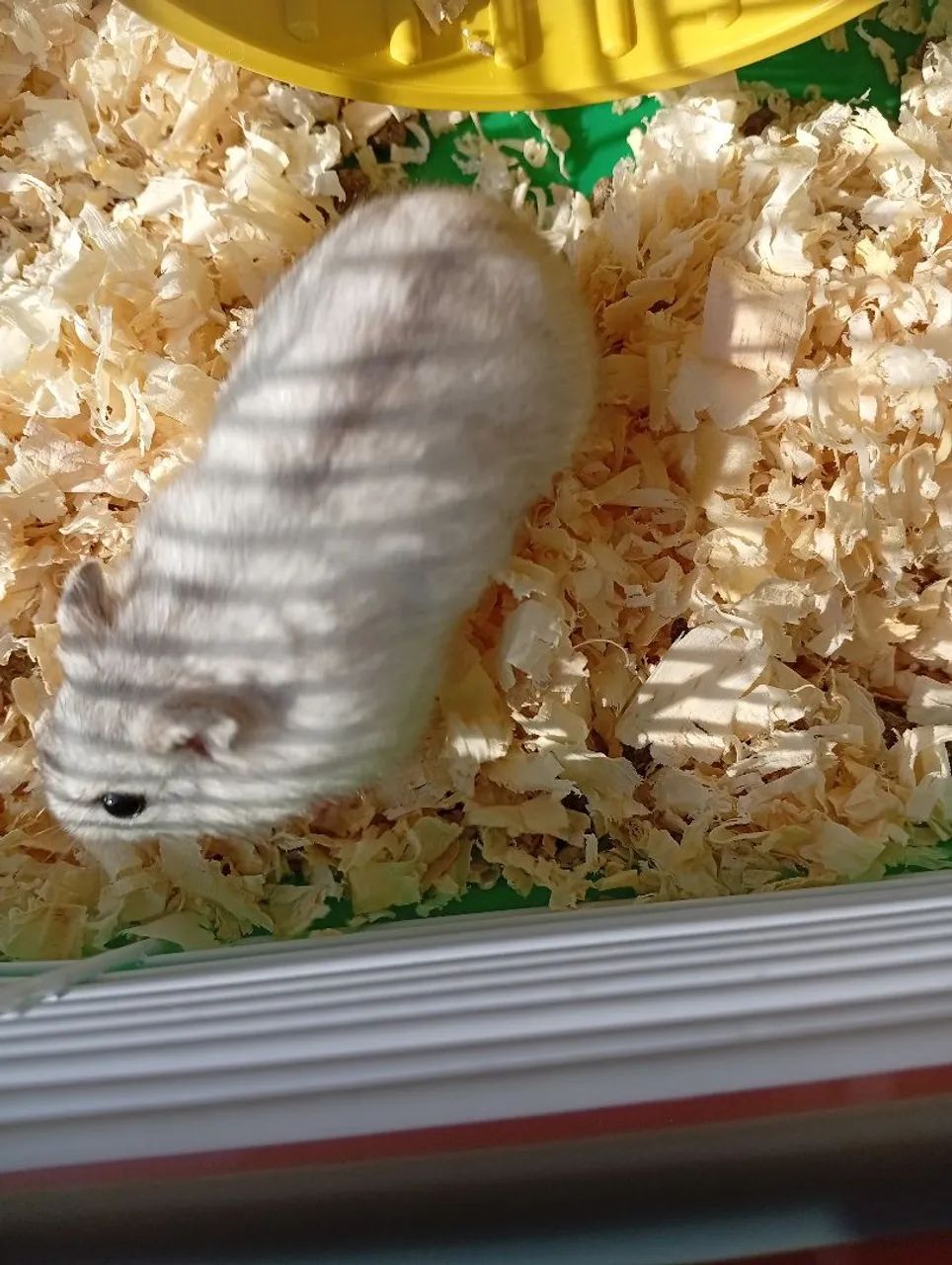 Hamster anão russo64672878202883123