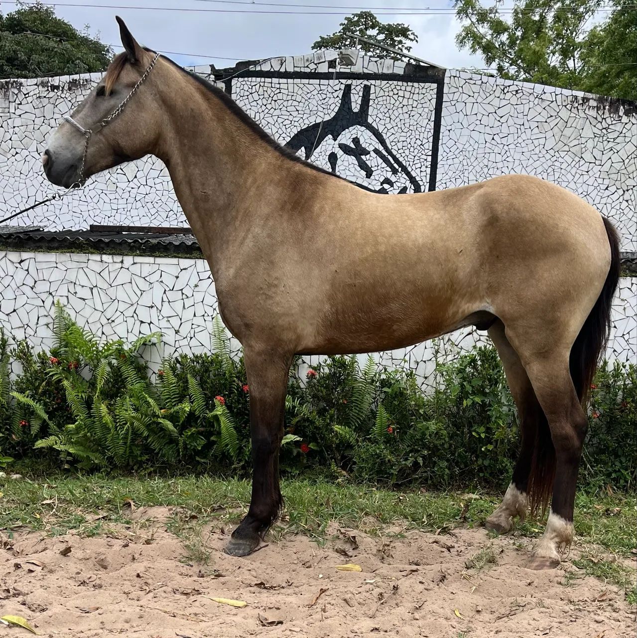 PROMOÇÃO DA SEMANA CAVALO TOP DE MARCHA PICADA - Foto 6