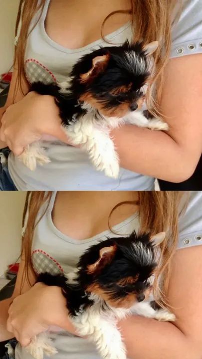 Biewer Yorkshire Terrier Mini - Charme e elegância em um cãozinho tricolor!