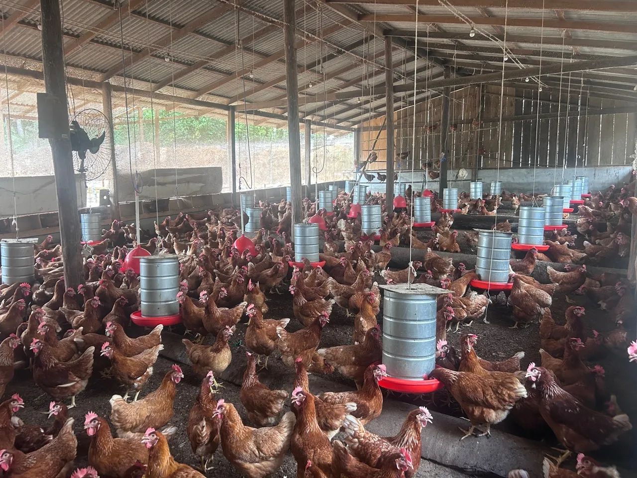 Galinhas de postura em produção  - Foto 2
