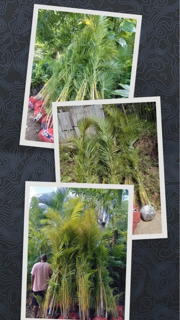 Palmeira Areca Bambu - Pronta Entrega