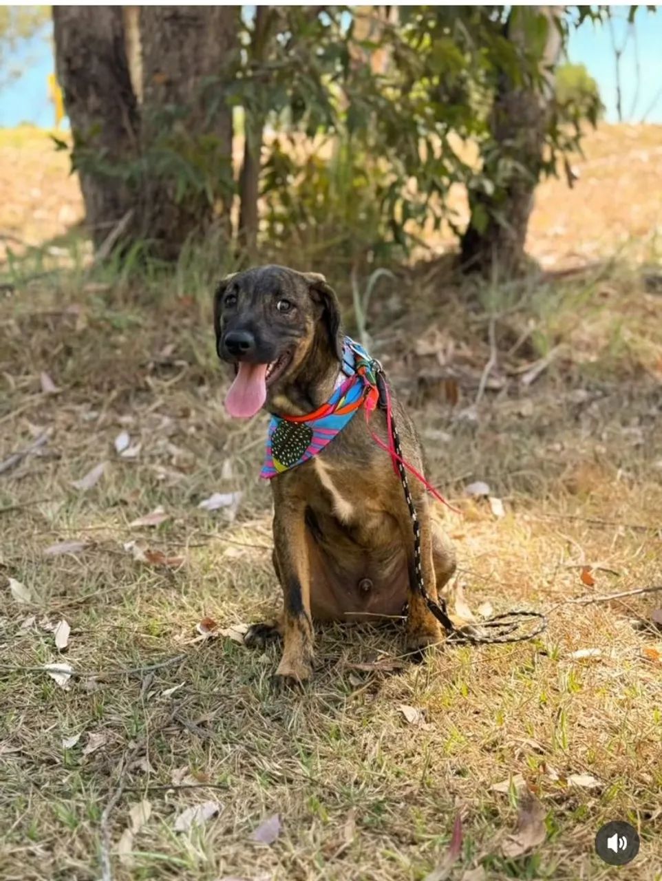 Doação cachorro filhote - 6 meses, porte médio +-10kg - Foto 2