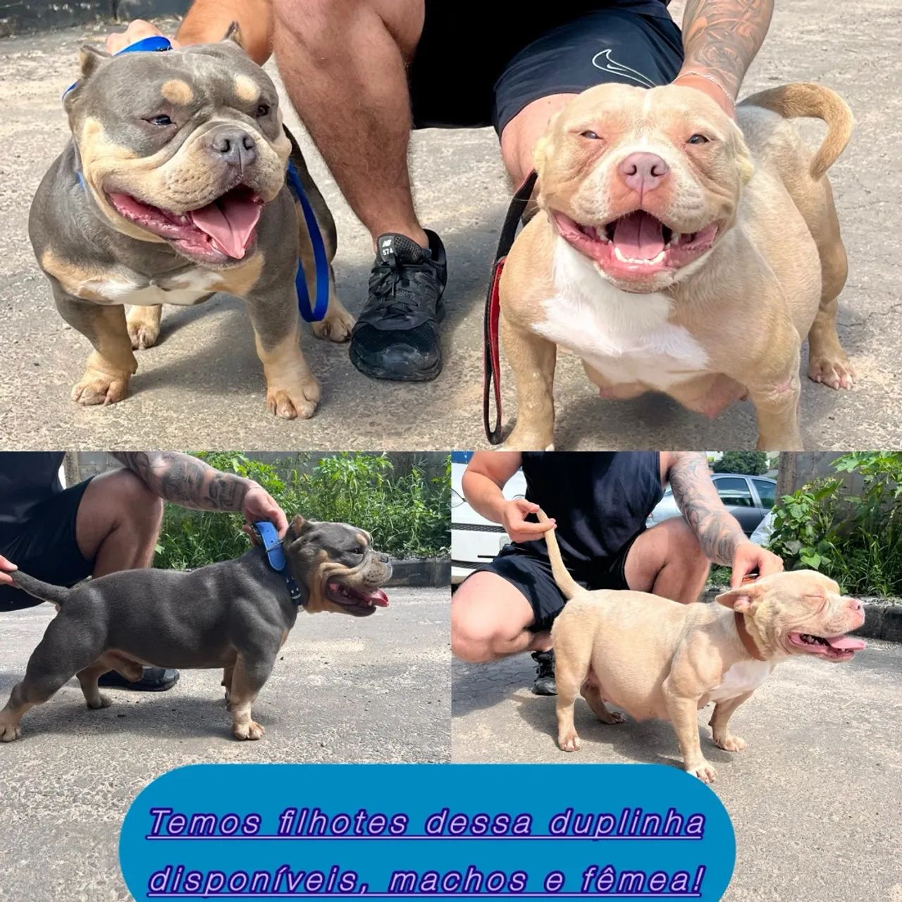 Filhotes American Bully Micro